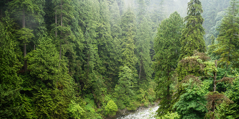 Aerial view of a river running through a forest