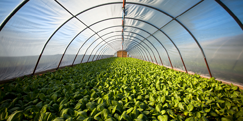 Indoor Farming
