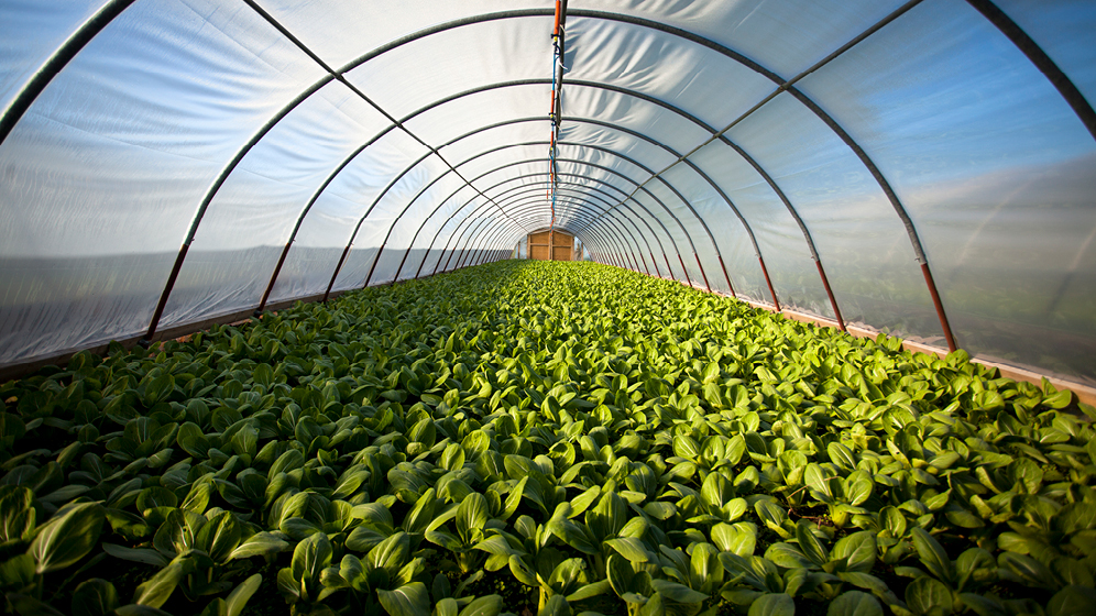 Indoor farming