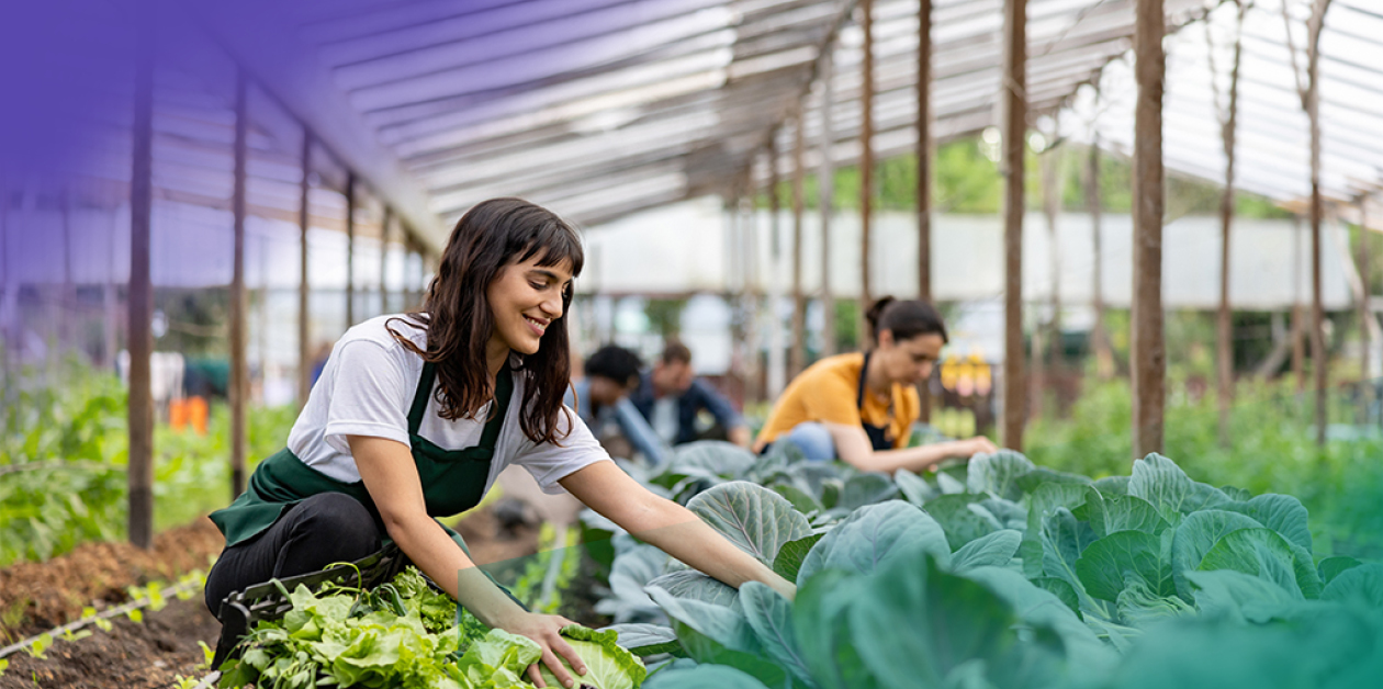 An image of people planting in a garden