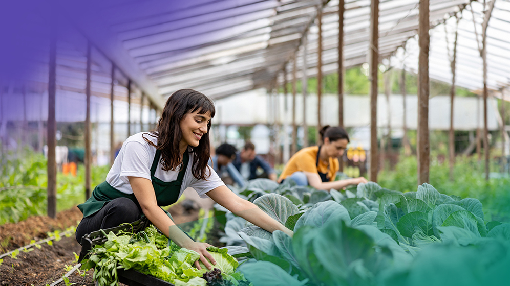 People planting in a garden