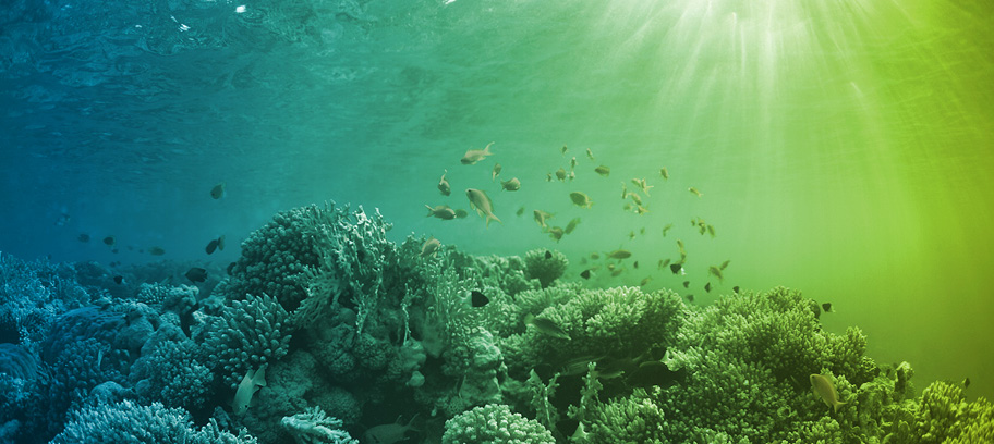A view of underwater ocean