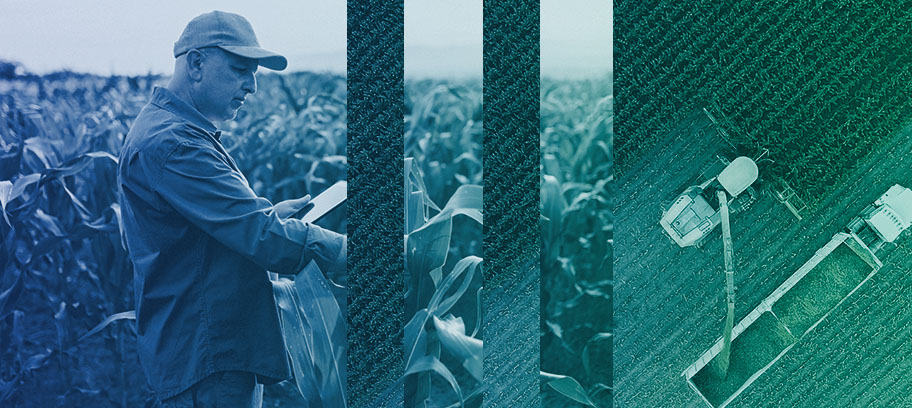 Farmer checks his corn crop with a tablet in hand while a tractor harvests the field. 